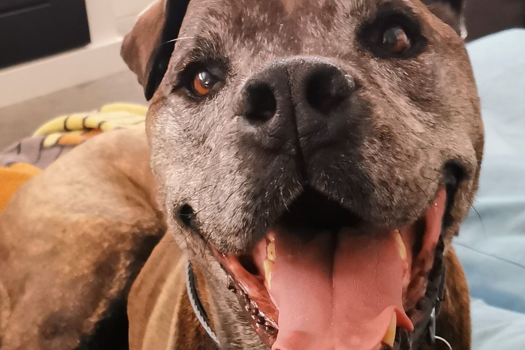 Phillip Island Kennels & Cattery hero image