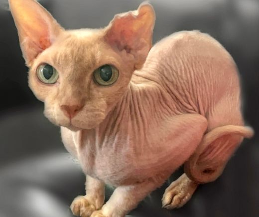 Cattery featured image