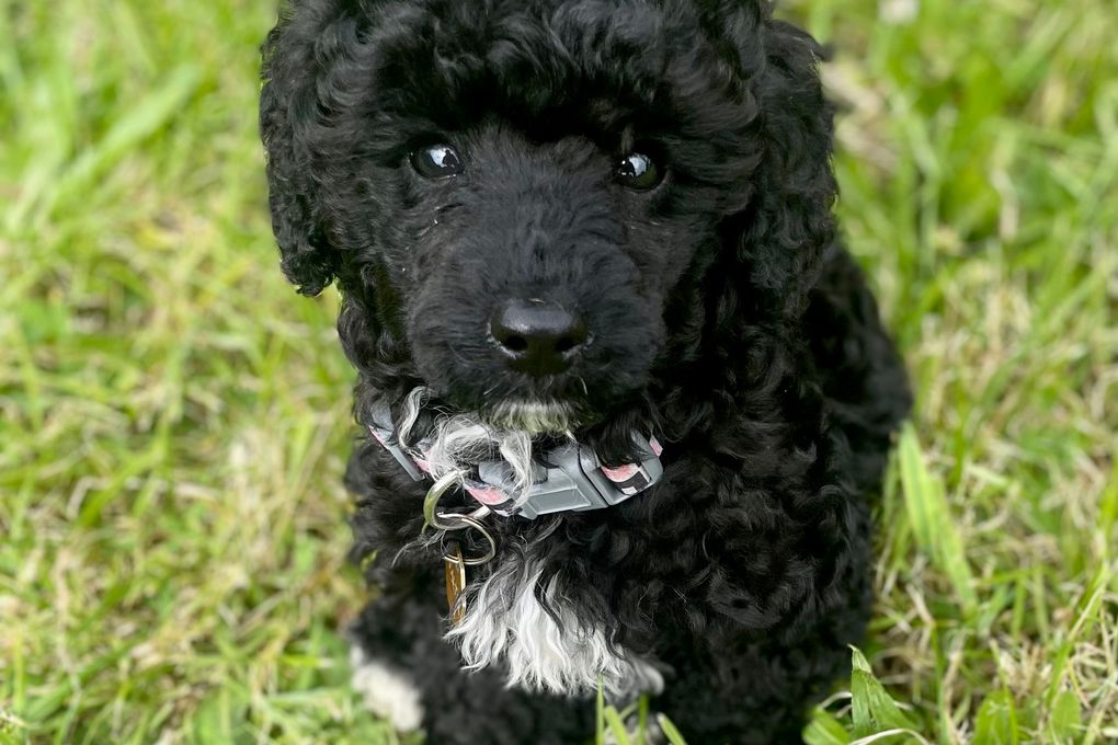 Phillip Island Kennels & Cattery hero image