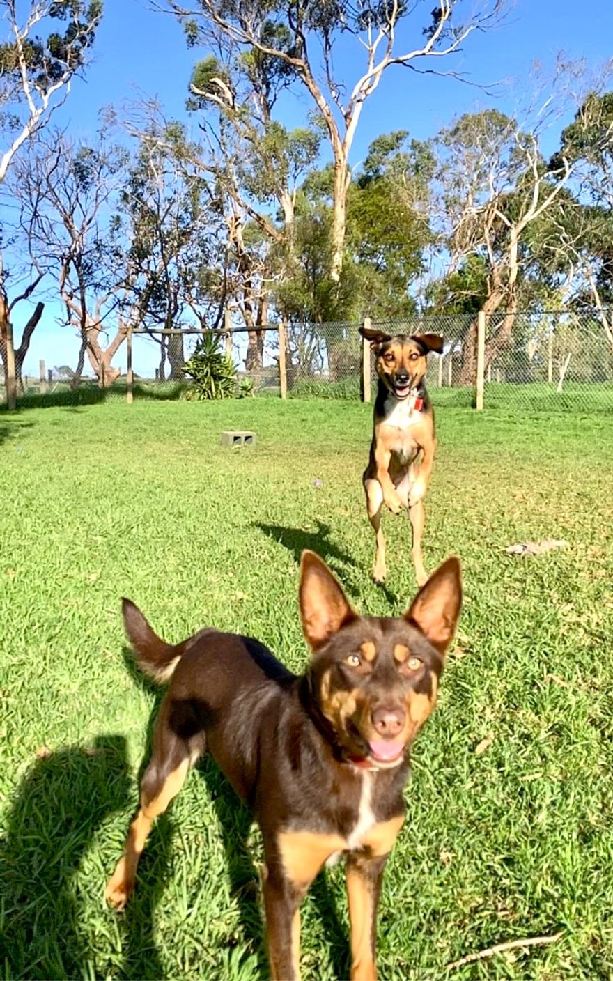 Phillip Island Kennels & Cattery featured image