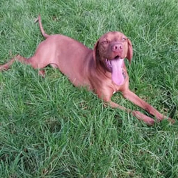Phillip Island Kennels & Cattery Gallery Image
