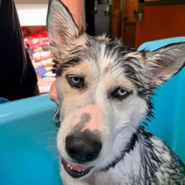 Phillip Island Kennels & Cattery Gallery Image