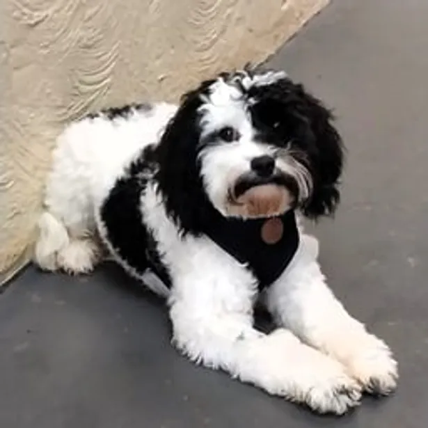 Phillip Island Kennels & Cattery Gallery Image