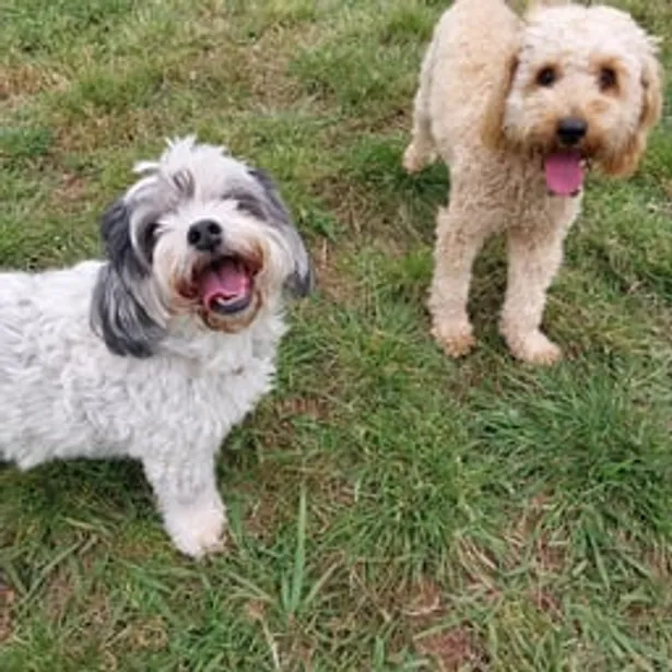 Phillip Island Kennels & Cattery Gallery Image