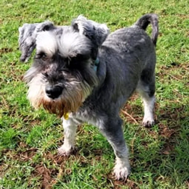 Phillip Island Kennels & Cattery Gallery Image