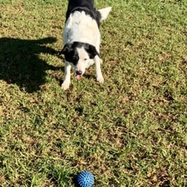 Phillip Island Kennels & Cattery Gallery Image