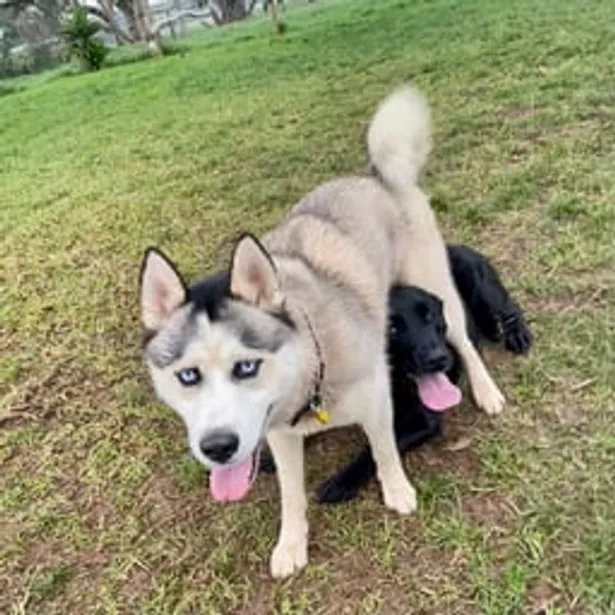 Phillip Island Kennels & Cattery Gallery Image