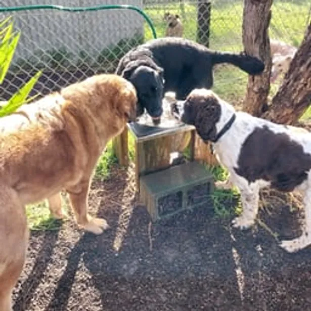 Phillip Island Kennels & Cattery Gallery Image