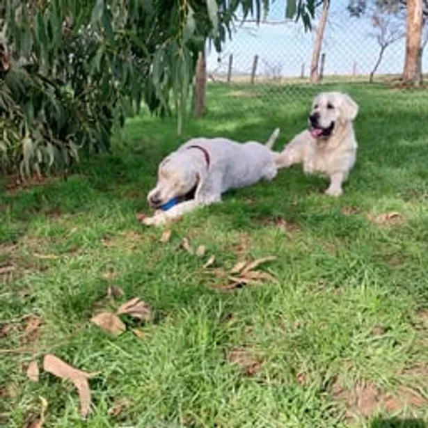Phillip Island Kennels & Cattery Gallery Image