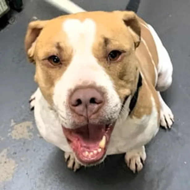 Phillip Island Kennels & Cattery Gallery Image